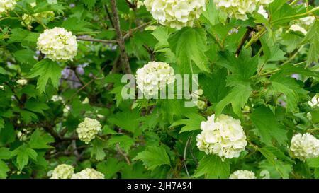 Weiße Blütenstände von Viburnum im grünen Laub des Busches. Sommer blühende Viburnum Stockfoto