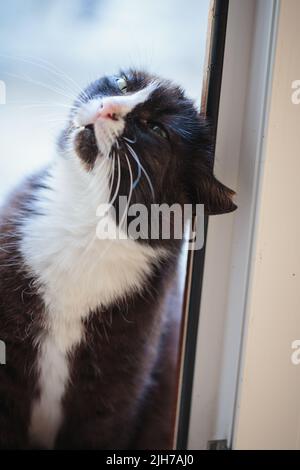 Schwarz-weiße Katze mit einem abgerissenen Ohr sitzt in einer Tür Stockfoto