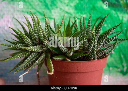 Haworthia Zebra in einem Topf auf einem verschwommenen Wandhintergrund. Weichfokus. Stockfoto