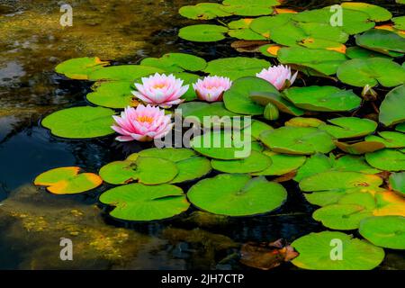 Farbenfrohe Seerosen in einem Zierteich auf dem Great Lawn im denkmalgeschützten Dyffryn House Grade II-Anwesen, bei Cardiff, Glamorgan, Wales, Großbritannien Stockfoto