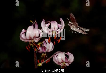 Fichtenfalke fliegt und sucht Nektar in einer Nacht Stockfoto