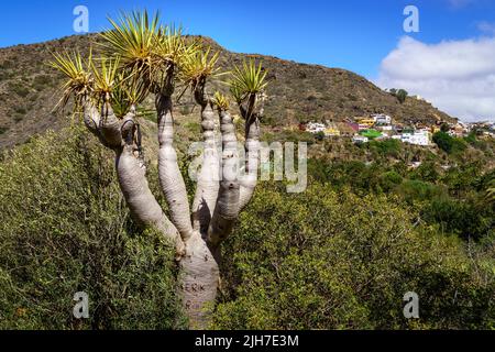 Seltsamer Baum namens Draco, typisch für die Kanarischen Inseln, neben grünen Pflanzen und Bergen im Hintergrund mit Häusern am Hang. Stockfoto