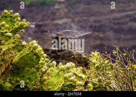 spinnennetz auf stacheligen Birnenpflanze mit Stacheln. Makro-Nahaufnahme. Gran Canaria. Stockfoto