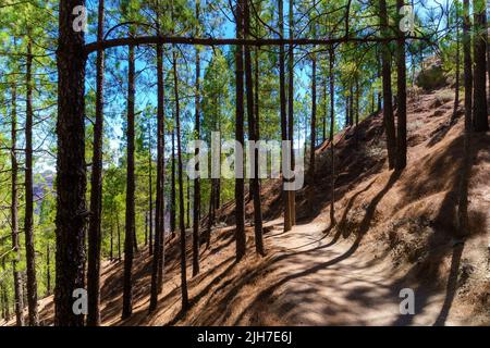 Pfad im Wald zwischen Pinien im Nationalpark Roque Nublo auf der Kanarischen Insel Gran Canaria. Spanien. Stockfoto