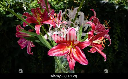 Bouquet de lys Rouge Montezuma, Dizzy et glaïeuls (jardin du ruisseau de l'église 2022) Stockfoto