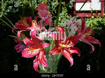 Bouquet de lys Rouge Montezuma, Dizzy et glaïeuls (jardin du ruisseau de l'église 2022) Stockfoto