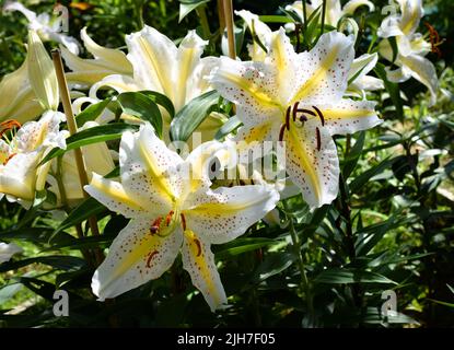 Lys jaune moucheté Auratum Gold Band (jardin du ruisseau de l'église 2022) Stockfoto