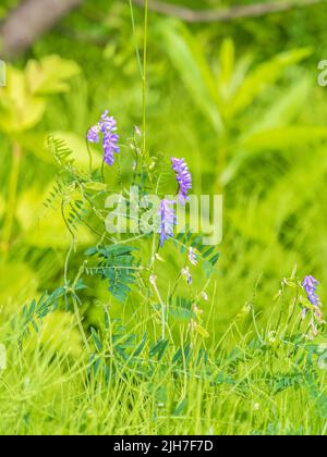 Vetch, vicia cracca wertvolle Honigpflanze, Futter und Heilpflanze. Fragile lila Blumen Hintergrund. Wollfutter oder Futtermittel Vetch, Vicia villos, Blosso Stockfoto