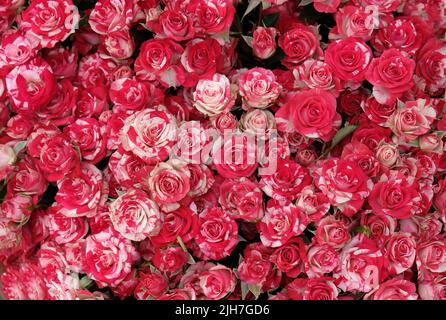 Schöne blühende weiß-rote zweifarbige Rose. Nahaufnahme von zweifarbigen, weiß-roten Rosenknospen-Blüten, abstrakt-weicher Blumenhintergrund. Stockfoto