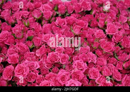 Hintergrund von schönen blühenden rosa Rosen. Nahaufnahme von rosa Blumen, abstrakt weichen floralen Hintergrund, Draufsicht. Stockfoto