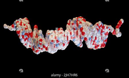 3D Rendering von Glukagon-like Peptid 1 (GLP1, 7-36) Molekül, ein starkes antihyperglykämisches Hormon. Ein Neuropeptid und ein Inkretin, Behandlung von Diabet Stockfoto