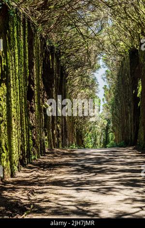 Ungewöhnliche Baumzweige bilden sich über einen schmalen Durchgang zwischen Felsen im Anaga Rural Park. Camino viejo al Pico del Inglés. Teneriffa. Stockfoto