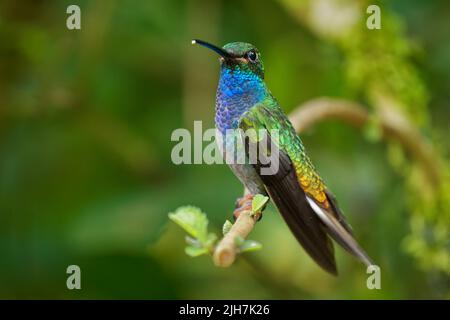 Grün-rückiger oder weißschwänziger Hillstar - Urochroa leucura, früher im weißschwänzigen Hillstar, Kolibri in Brillanten, Stamm Helianthini in Lesb Stockfoto