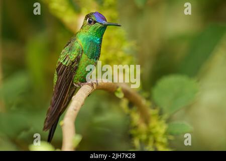 Violet-fronted Brilliant - Heliodoxa leadbeateri Kolibri in Brillanten, Stamm Helianthini in Lesbiinae, fand Bolivien, Kolumbien, Ecuador, Peru und Stockfoto