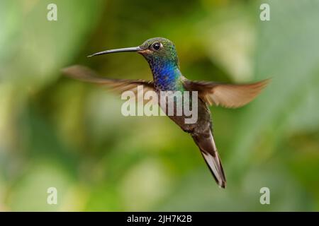 Grün-rückiger oder weißschwänziger Hillstar - Urochroa leucura, früher im weißschwänzigen Hillstar, Kolibri in Brillanten, Stamm Helianthini in Lesb Stockfoto