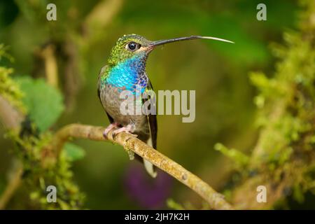 Grün-rückiger oder weißschwänziger Hillstar - Urochroa leucura, früher im weißschwänzigen Hillstar, Kolibri in Brillanten, Stamm Helianthini in Lesb Stockfoto