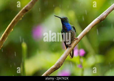 Grün-rückiger oder weißschwänziger Hillstar - Urochroa leucura, früher im weißschwänzigen Hillstar, Kolibri in Brillanten, Stamm Helianthini in Lesb Stockfoto
