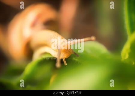 Eine kleine Weinschnecke auf einem Grashalm, aus der Nähe. Stockfoto