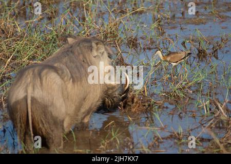 Unreifer afrikanischer Jacana Actophilornis africanus und Nolan warthog Phacochoerus africanus africanus. Niokolo Koba National Park. Tambacounda. Senegal. Stockfoto