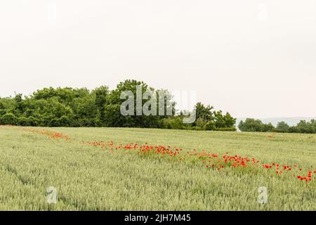 Blühende rote gemeine Mohnblüte auf einem Feld mit Weizen. Stockfoto