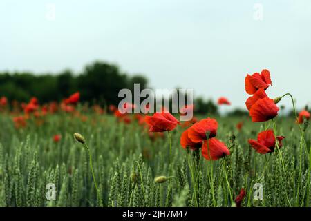 Blühende rote gemeine Mohnblüte auf einem Feld mit Weizen. Stockfoto