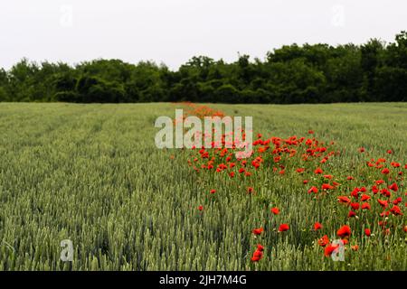 Blühende rote gemeine Mohnblüte auf einem Feld mit Weizen. Stockfoto