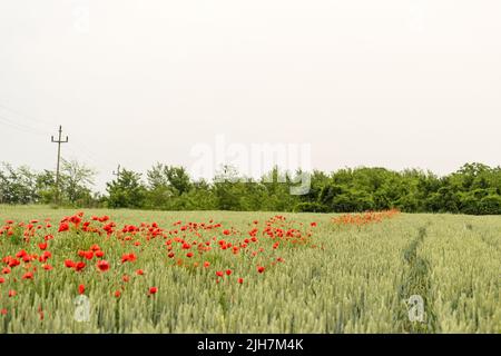 Blühende rote gemeine Mohnblüte auf einem Feld mit Weizen. Stockfoto