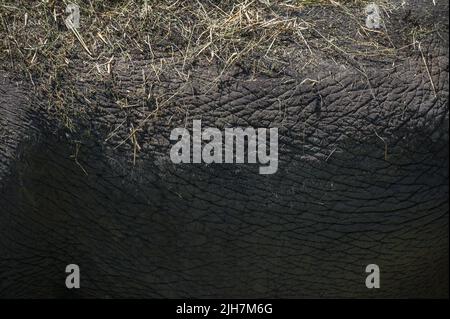 Elefantenhaut. Textur, Hintergrund. Nahaufnahme, Kopierbereich. Stockfoto