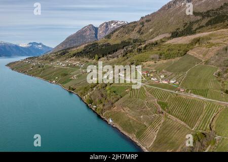Luftaufnahme über Fjord und Apfelplantagen bei Lofthus, Hardangerfjord, Norwegen Stockfoto