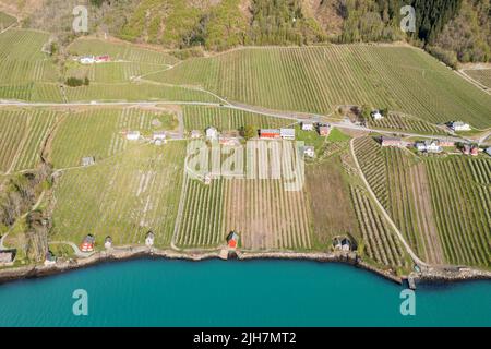 Luftaufnahme von Apfelplantagen bei Lofthus, Hardangerfjord, Norwegen Stockfoto