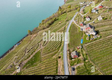 Luftaufnahme von Apfelplantagen bei Lofthus, Hardangerfjord, Norwegen Stockfoto