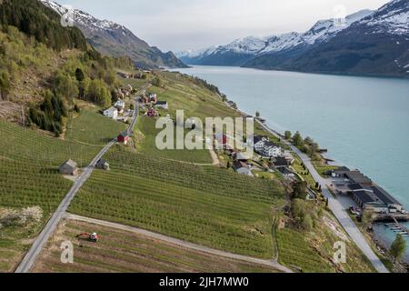Luftaufnahme über Fjord- und Apfelplantagen bei Lofthus, schneebedeckte Berge am Fjord, Hardangerfjord, Norwegen Stockfoto