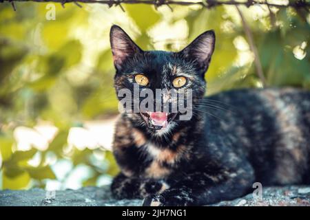Schöne Schildkrötenkatze miht sich an den Fotografen, aus nächster Nähe Stockfoto