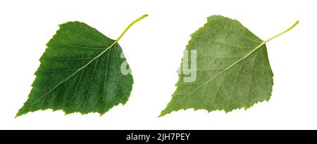 Birkengrünes Blatt isoliert auf weißem Hintergrund. Ober- und Unterseite des Betula Fresh Leaf-Ausschnitts. Laubholzbaum Blätter Makro. Stockfoto