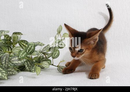 Abessinisches Kätzchen, weißer Wandhintergrund. Junge schöne reinrassige rote kurzhaarige Kitty. Kleine niedliche Haustiere im gemütlichen Zuhause. Banner in der Draufsicht. Lustig Stockfoto