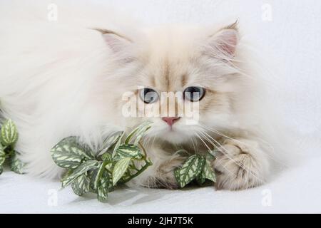 Britisches Langhaar-Kätzchen in silberner Farbe auf schwarzem Hintergrund. Niedliches flauschiges Kätzchen mit blauen Augen. Haustiere im gemütlichen Zuhause. Webbanner von oben nach unten. Lustig Stockfoto