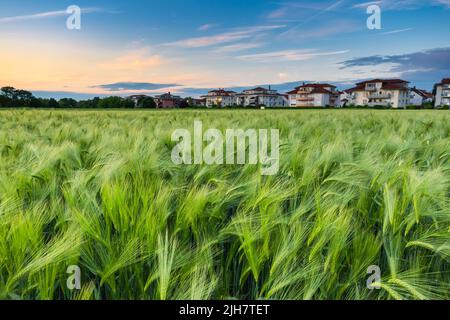 Nahaufnahme von grünen Ähren von Weizen auf den Feldern . Kulturpflanzen mit nahe gelegenen Stadtgebäuden. Stockfoto
