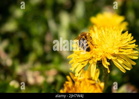 Nahaufnahme einer Biene auf einer gelben Blume Stockfoto