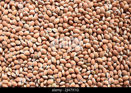 Rohe, vollständig getrocknete, braune Hyazinthe-Bohne Stockfoto