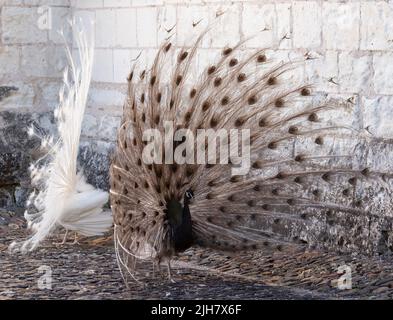 Zwei Pfauen, einer ein weißer Pfau und der andere ein Opalpfau, zeigen Federn in einem Paarungsritual auf Chateau du Rivau, Loire-Tal, Frankreich. Stockfoto