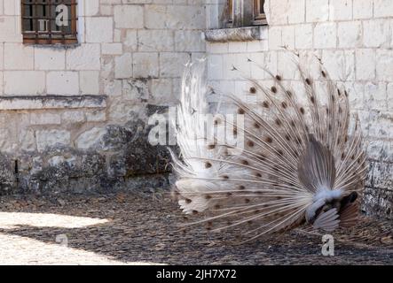 Zwei Pfauen, einer ein weißer Pfau und der andere ein Opalpfau, zeigen Federn in einem Paarungsritual auf Chateau du Rivau, Loire-Tal, Frankreich. Stockfoto