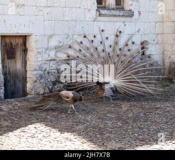 Zwei Pfauen, einer ein weißer Pfau und der andere ein Opalpfau, zeigen Federn in einem Paarungsritual auf Chateau du Rivau, Loire-Tal, Frankreich. Stockfoto