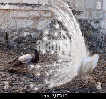 Zwei Pfauen, einer ein weißer Pfau und der andere ein Opalpfau, zeigen Federn in einem Paarungsritual auf Chateau du Rivau, Loire-Tal, Frankreich. Stockfoto