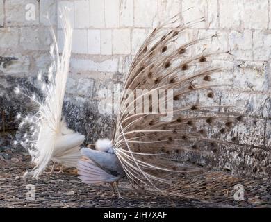 Zwei Pfauen, einer ein weißer Pfau und der andere ein Opalpfau, zeigen Federn in einem Paarungsritual auf Chateau du Rivau, Loire-Tal, Frankreich. Stockfoto