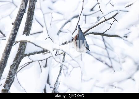 Eurasischer Nacktschwanz, Sitta europaea verkehrt herum in einer verschneiten Umgebung im estnischen borealen Wald Stockfoto