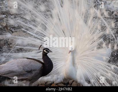 Zwei Pfauen, einer ein weißer Pfau und der andere ein Opalpfau, zeigen Federn in einem Paarungsritual auf Chateau du Rivau, Loire-Tal, Frankreich. Stockfoto