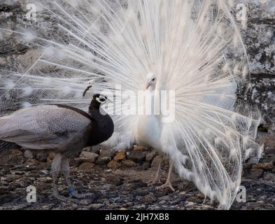 Zwei Pfauen, einer ein weißer Pfau und der andere ein Opalpfau, zeigen Federn in einem Paarungsritual auf Chateau du Rivau, Loire-Tal, Frankreich. Stockfoto