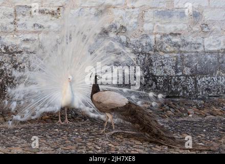 Zwei Pfauen, einer ein weißer Pfau und der andere ein Opalpfau, zeigen Federn in einem Paarungsritual auf Chateau du Rivau, Loire-Tal, Frankreich. Stockfoto