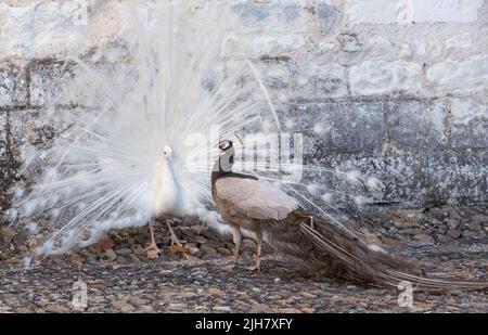 Zwei Pfauen, einer ein weißer Pfau und der andere ein Opalpfau, zeigen Federn in einem Paarungsritual auf Chateau du Rivau, Loire-Tal, Frankreich. Stockfoto