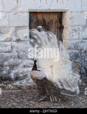 Zwei Pfauen, einer ein weißer Pfau und der andere ein Opalpfau, zeigen Federn in einem Paarungsritual auf Chateau du Rivau, Loire-Tal, Frankreich. Stockfoto